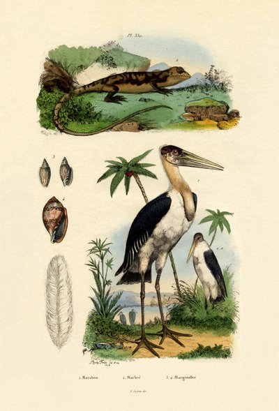 Cigüeña Marabú de French School